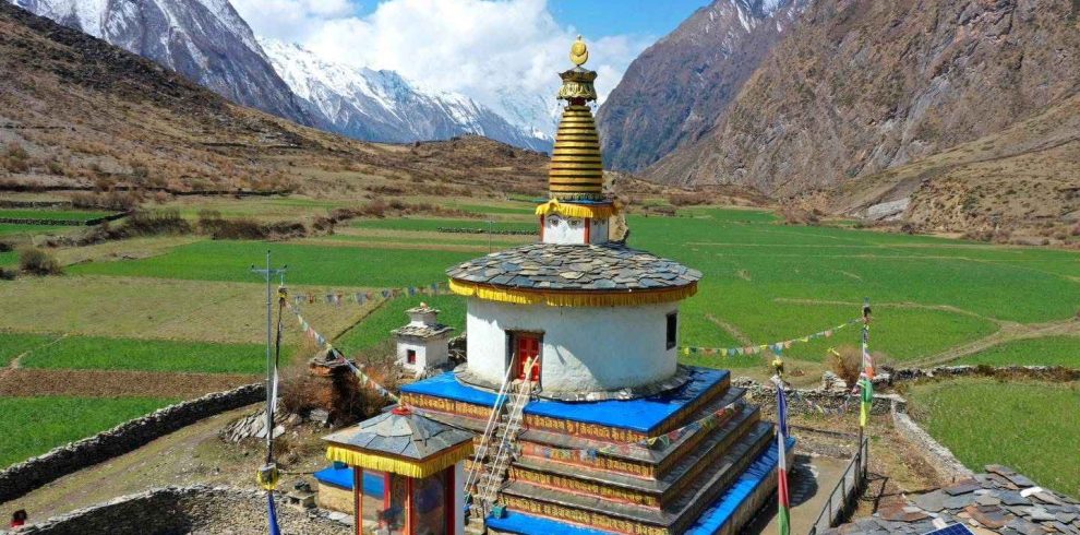A traditional Buddhist stupa surrounded by green fields in Tsum Valley, Nepal, with snow-capped mountains in the background under a bright blue sky.